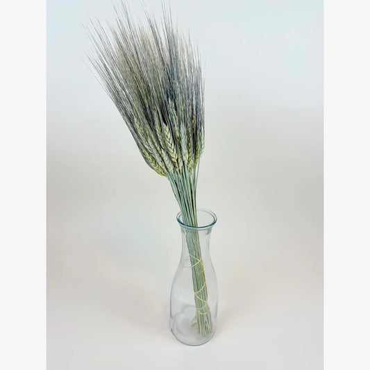 Black Bearded Wheat