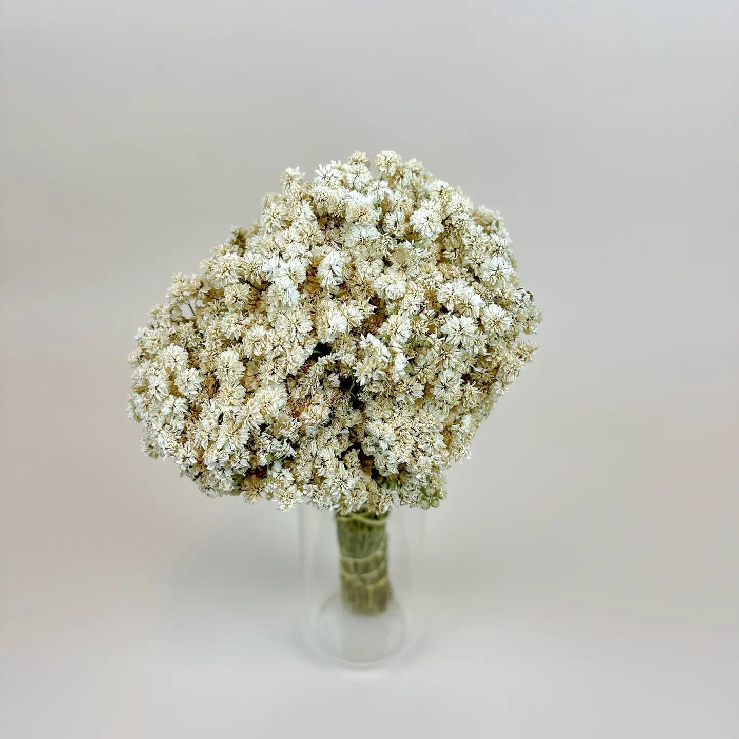Achillea of Pearl - Delicate White Dried Flowers