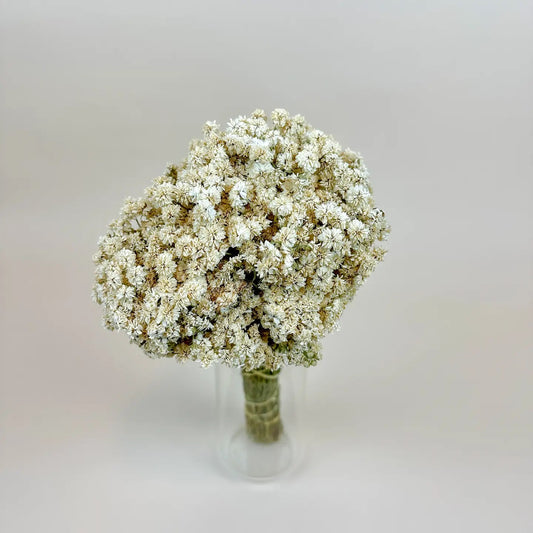 Achillea of Pearl - Delicate White Dried Flowers