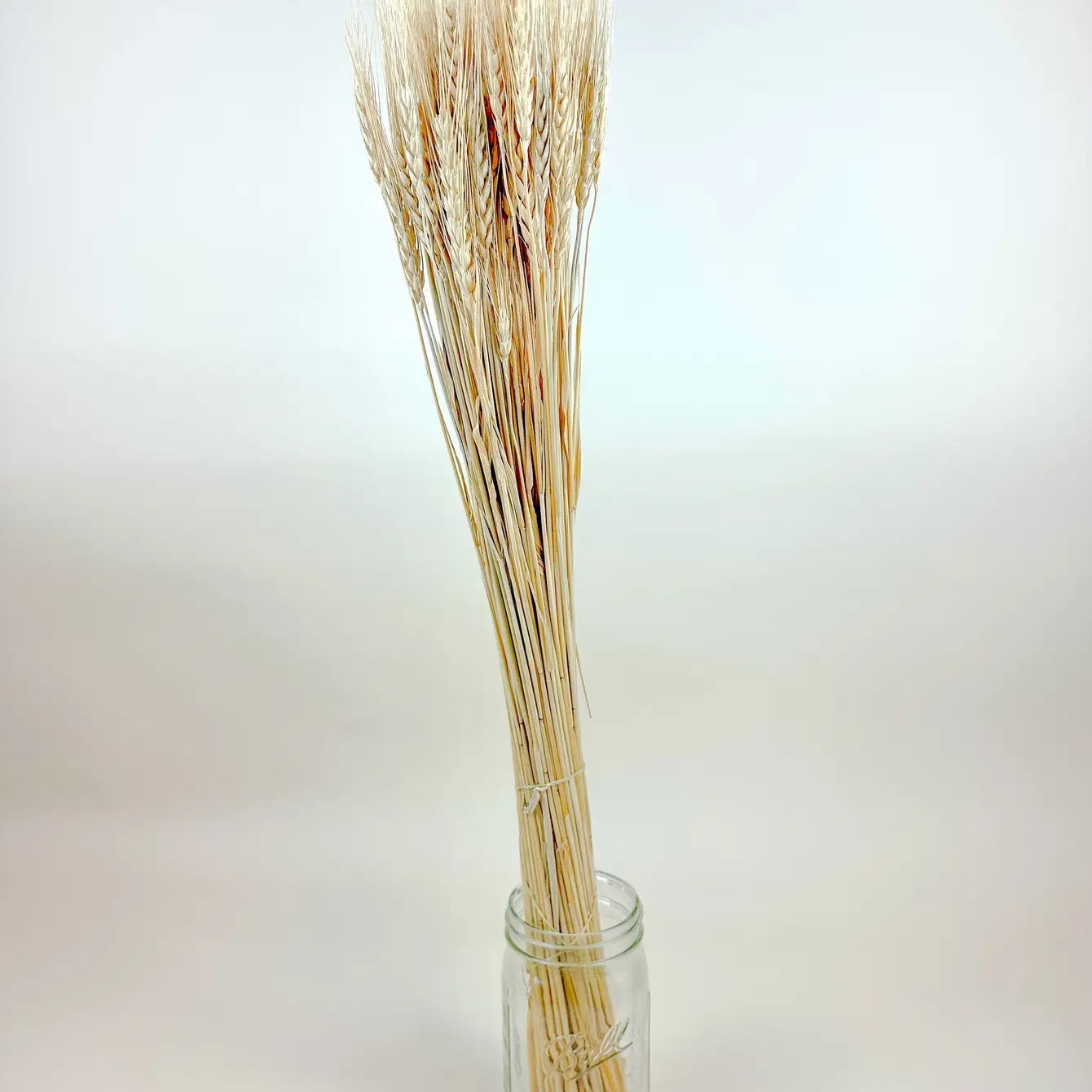 Blonde Wheat – Golden Air-Dried Wheat for Floral Design