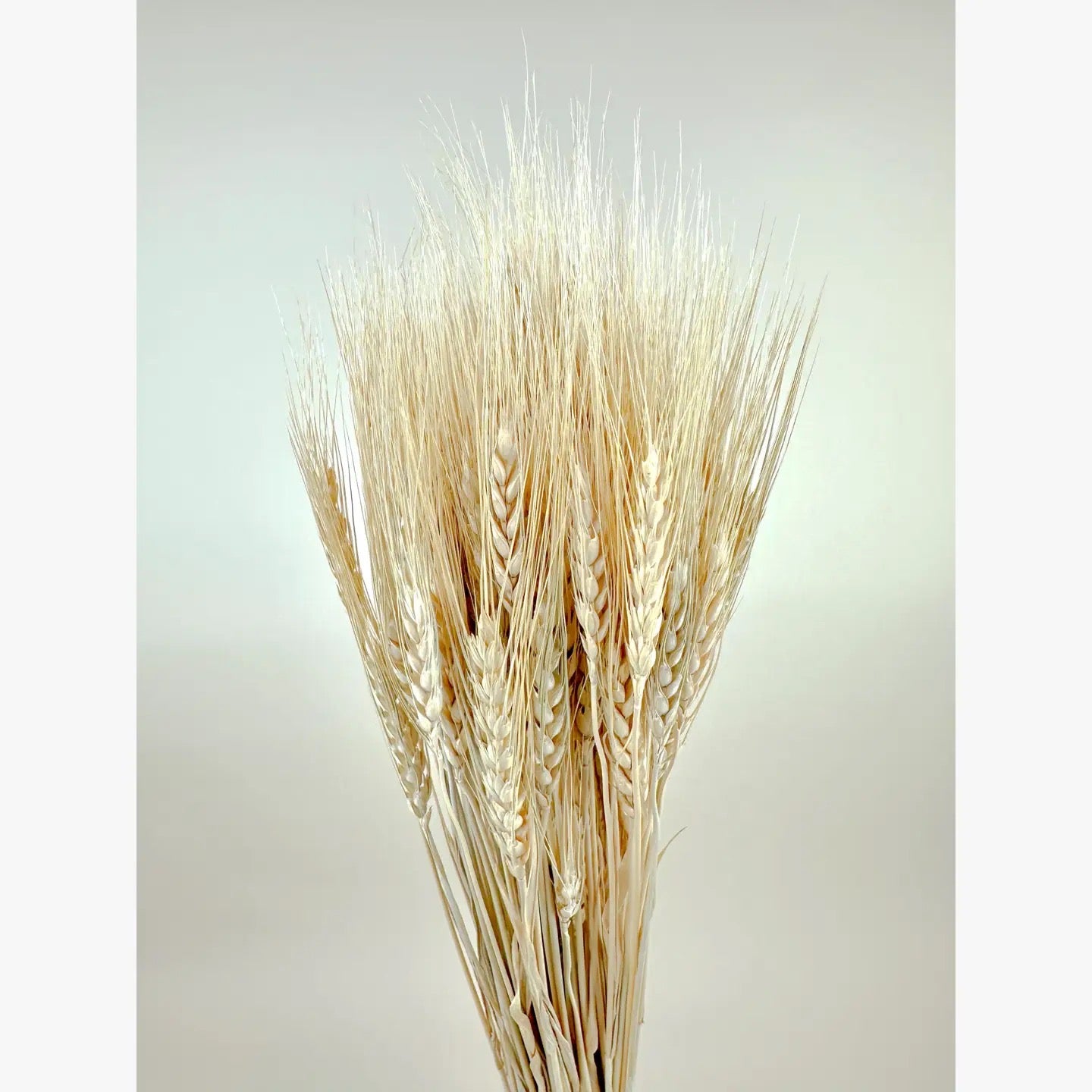Blonde Wheat – Golden Air-Dried Wheat for Floral Design