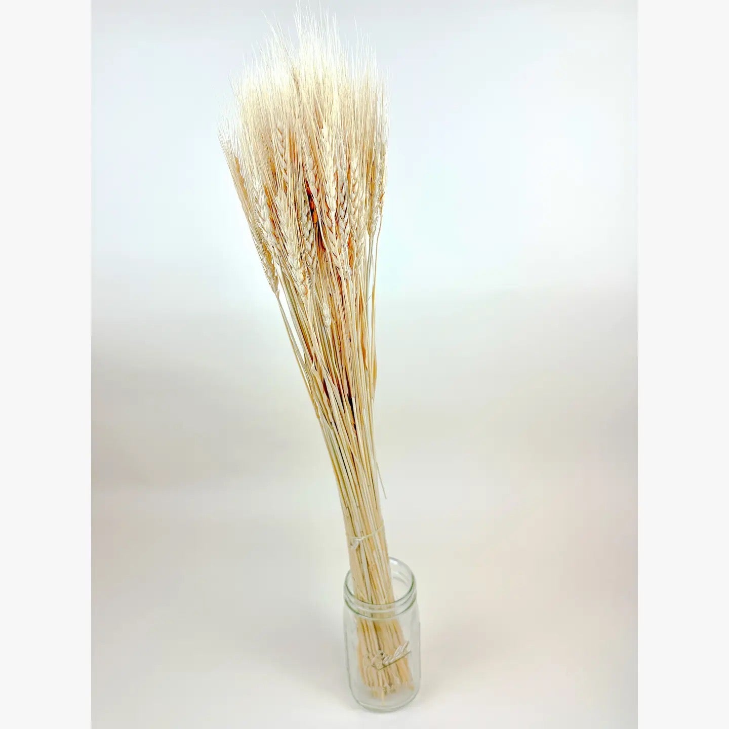 Blonde Wheat – Golden Air-Dried Wheat for Floral Design