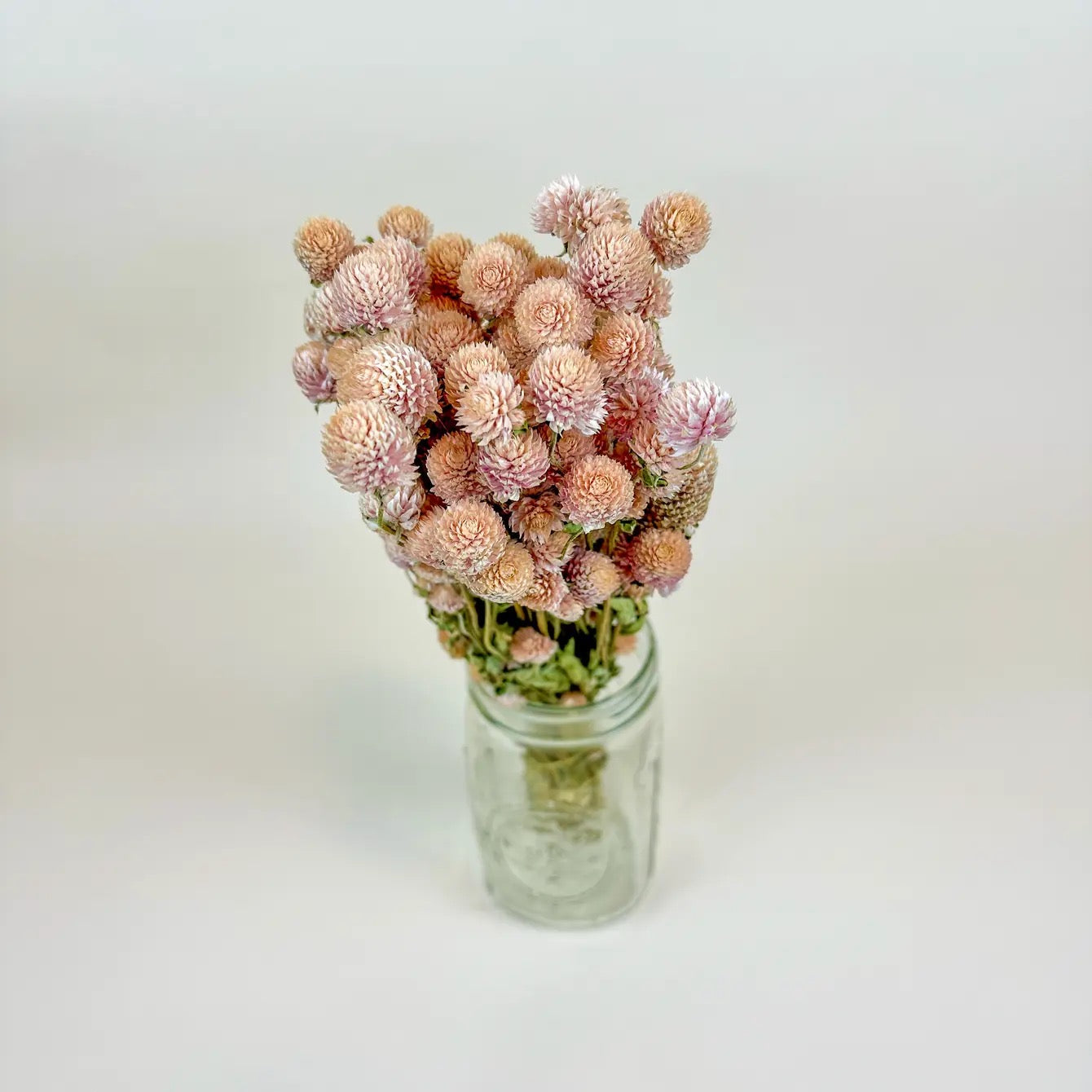 Blush Pink Globe Amaranth – Naturally Dried Flowers