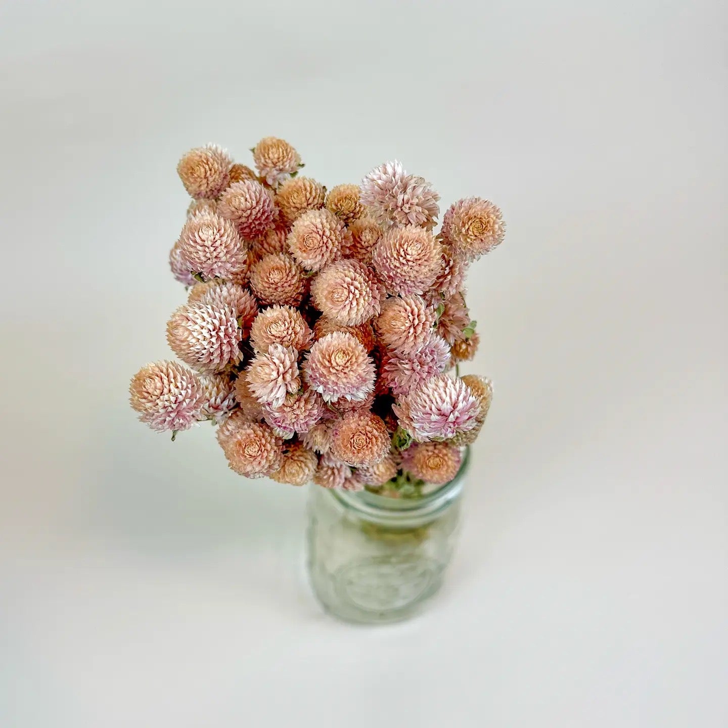 Blush Pink Globe Amaranth – Naturally Dried Flowers