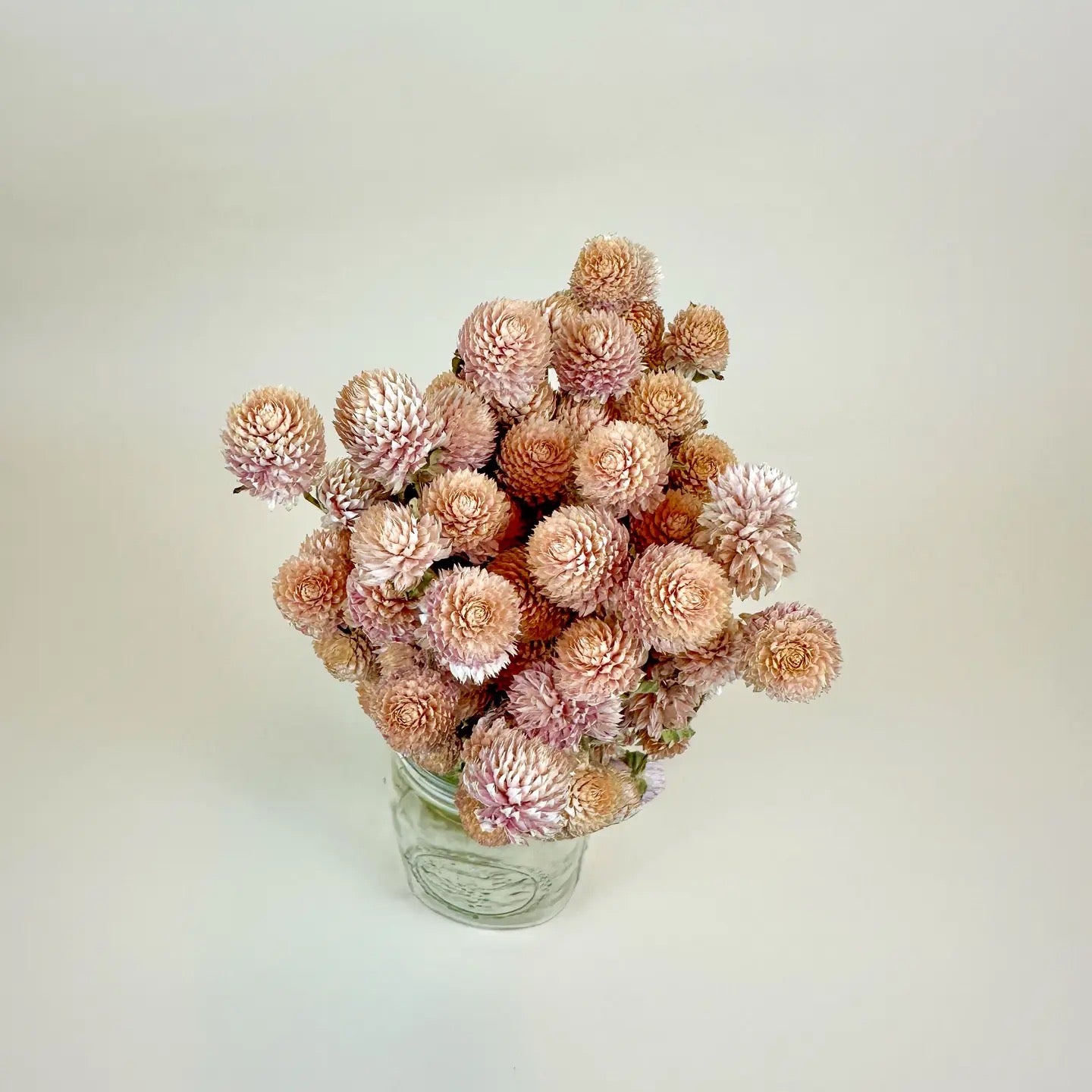 Blush Pink Globe Amaranth – Naturally Dried Flowers