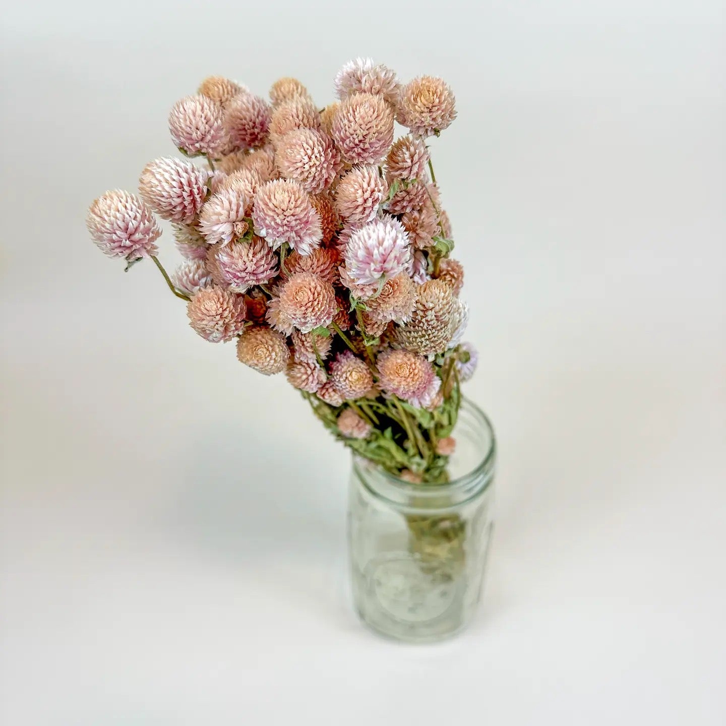 Blush Pink Globe Amaranth – Naturally Dried Flowers