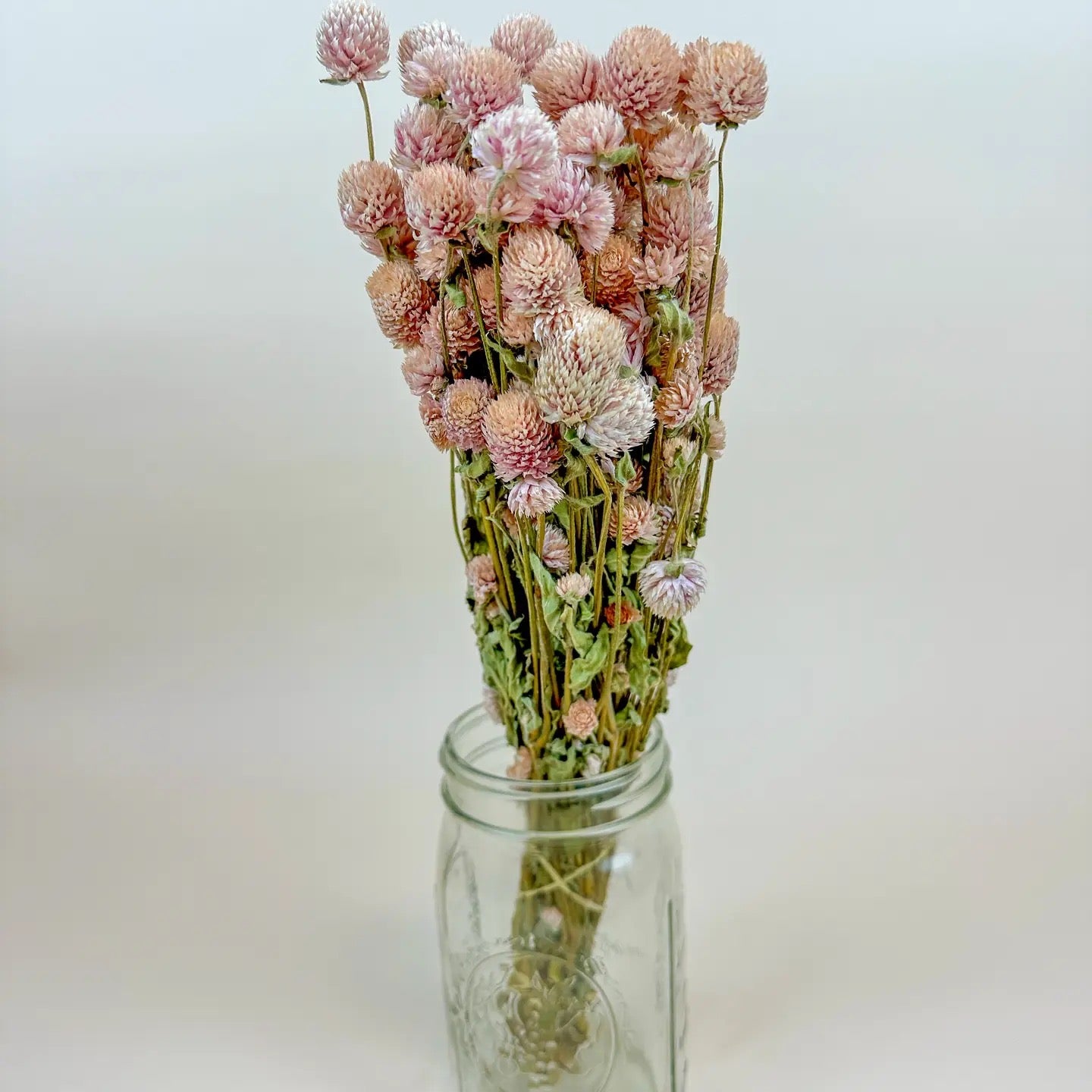 Blush Pink Globe Amaranth – Naturally Dried Flowers