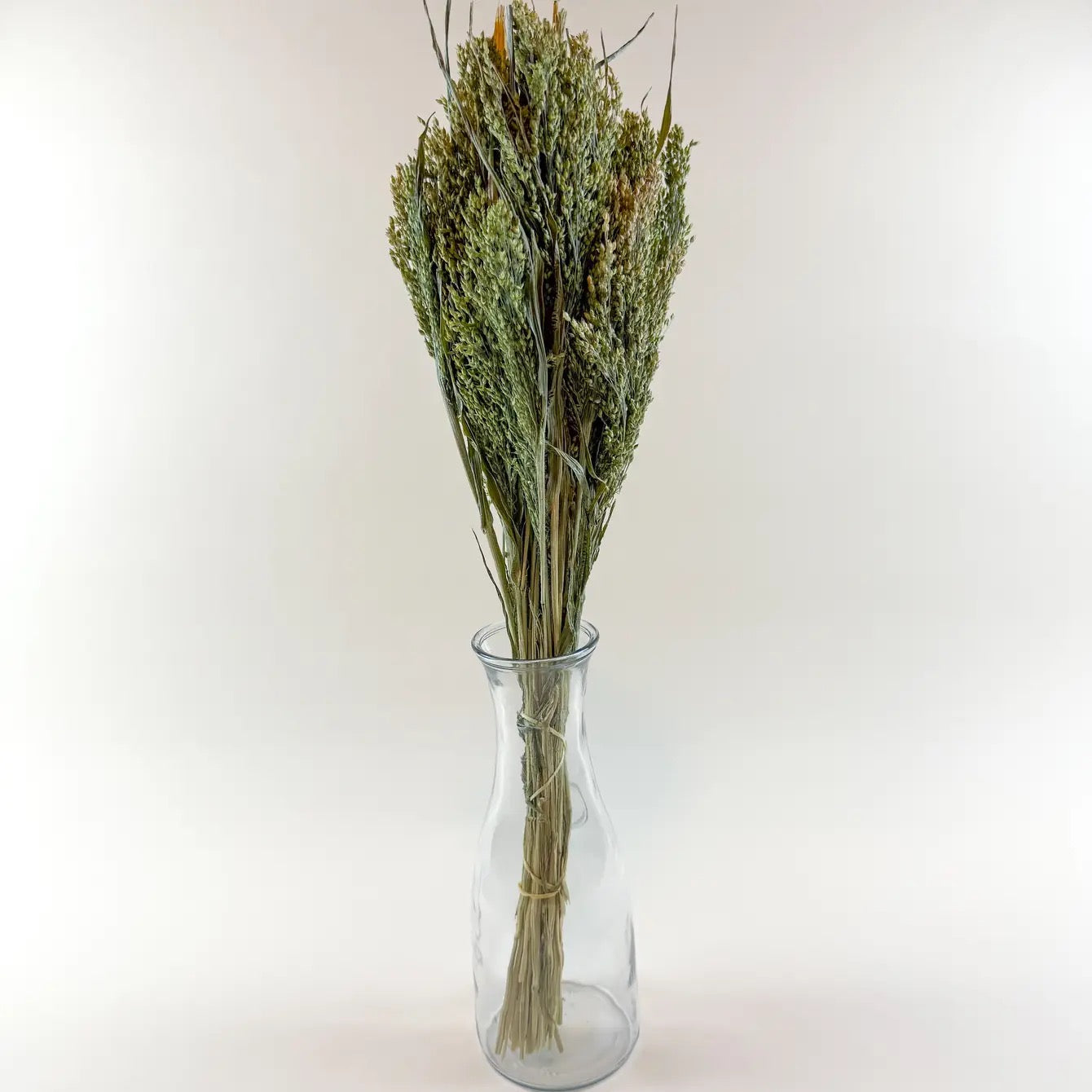 Canary Grass – Natural Dried Grass for Floral Arrangements