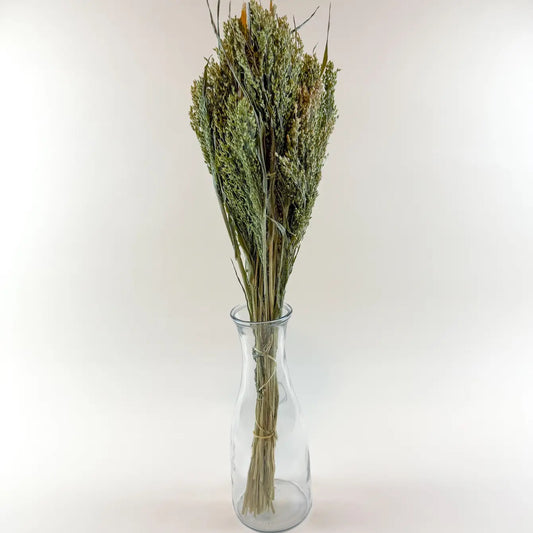 Canary Grass