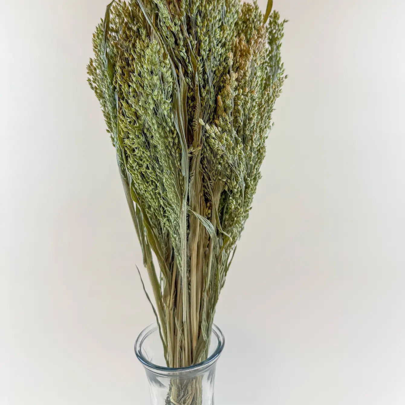 Canary Grass – Natural Dried Grass for Floral Arrangements