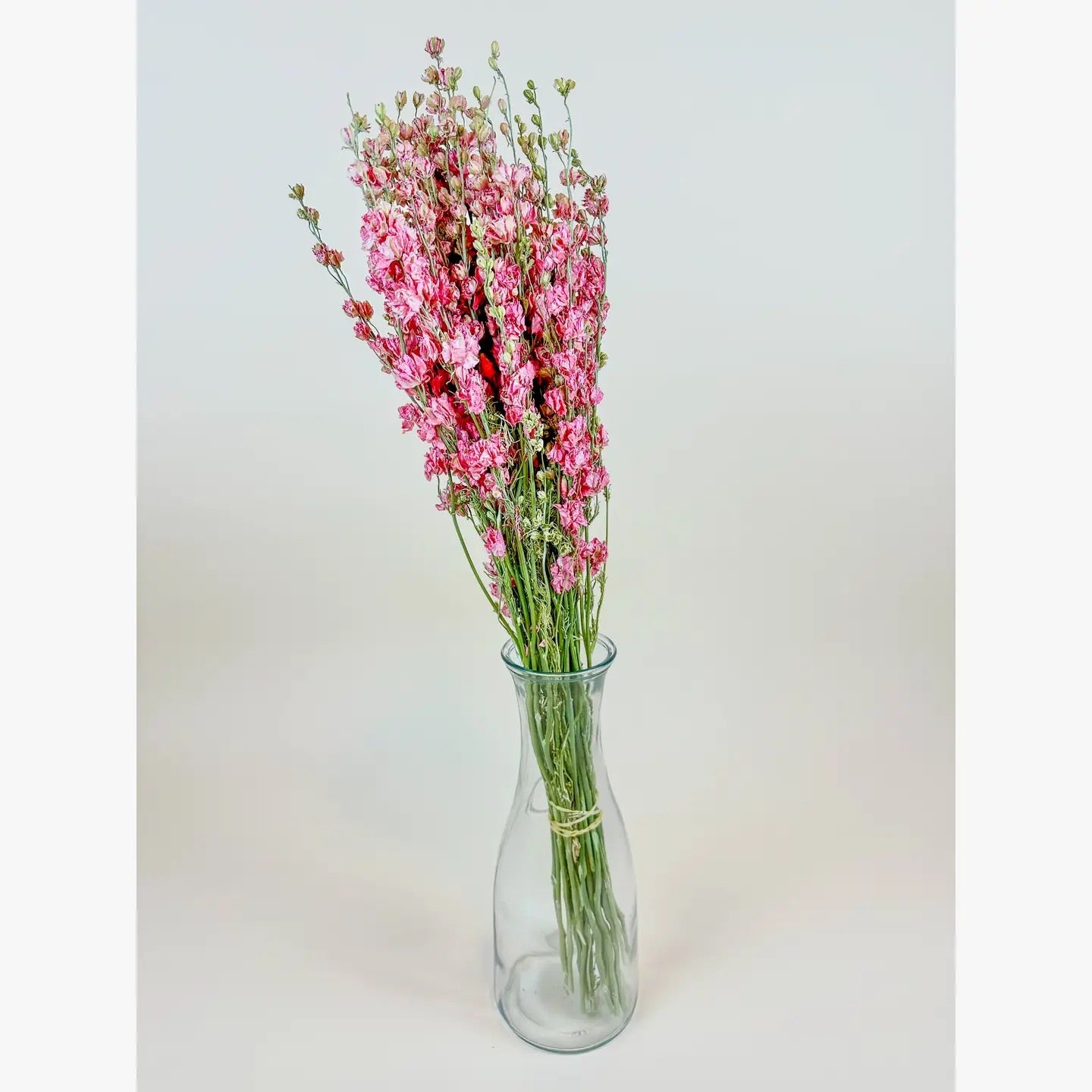 Larkspur - Carmine/Pink Double Bloom Naturally Dried
