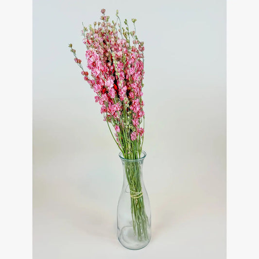 Larkspur (Carmine Pink)