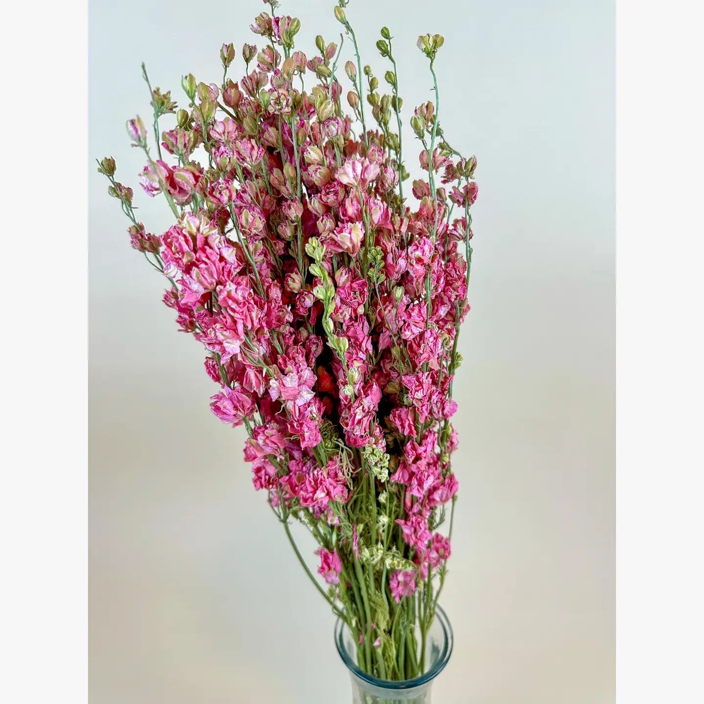 Larkspur - Carmine/Pink Double Bloom Naturally Dried
