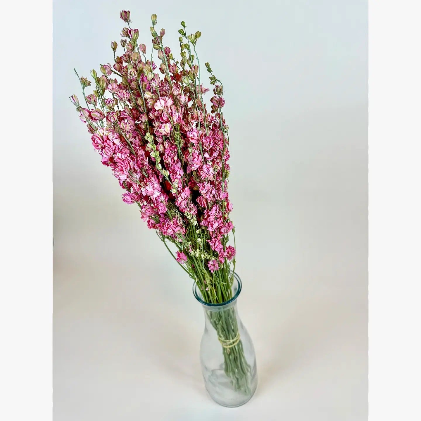 Larkspur - Carmine/Pink Double Bloom Naturally Dried