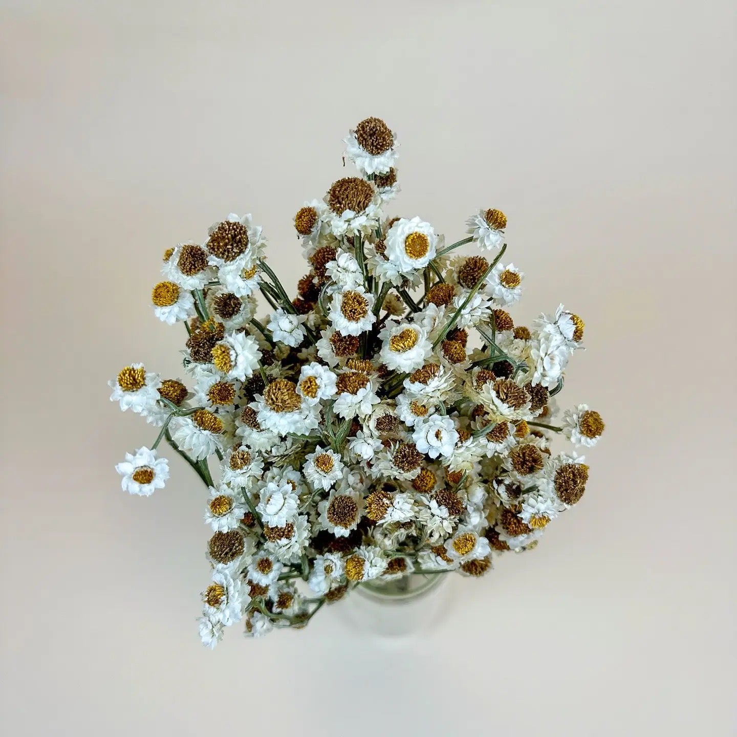 Ammobium – Delicate White Dried Flowers