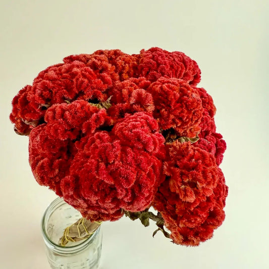 Coxcomb (Celosia) – Red