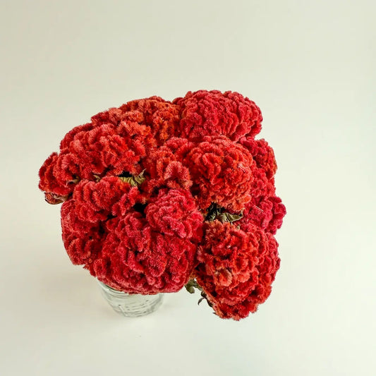 Coxcomb (Celosia) - Red Collection