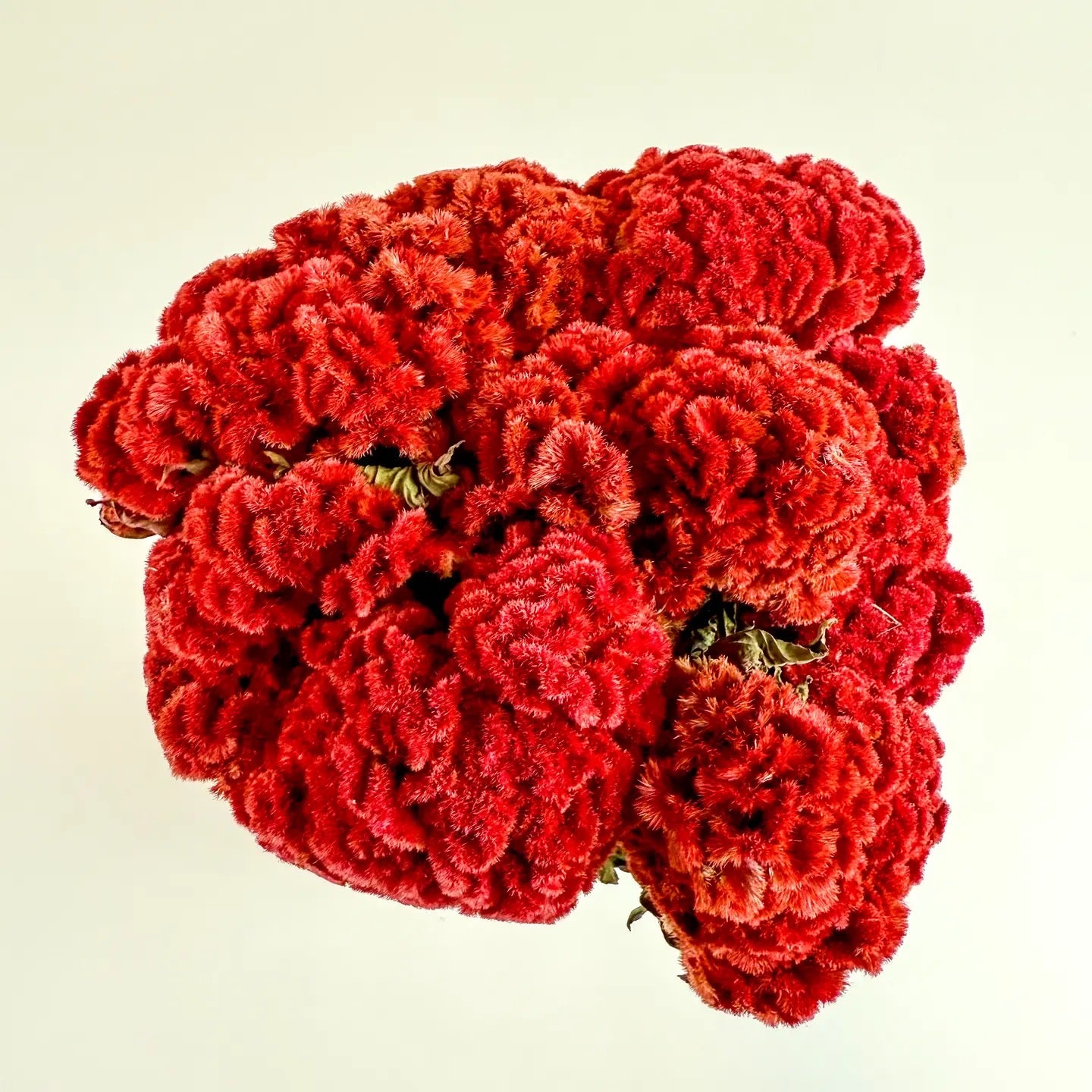 Coxcomb (Celosia) - Red Collection