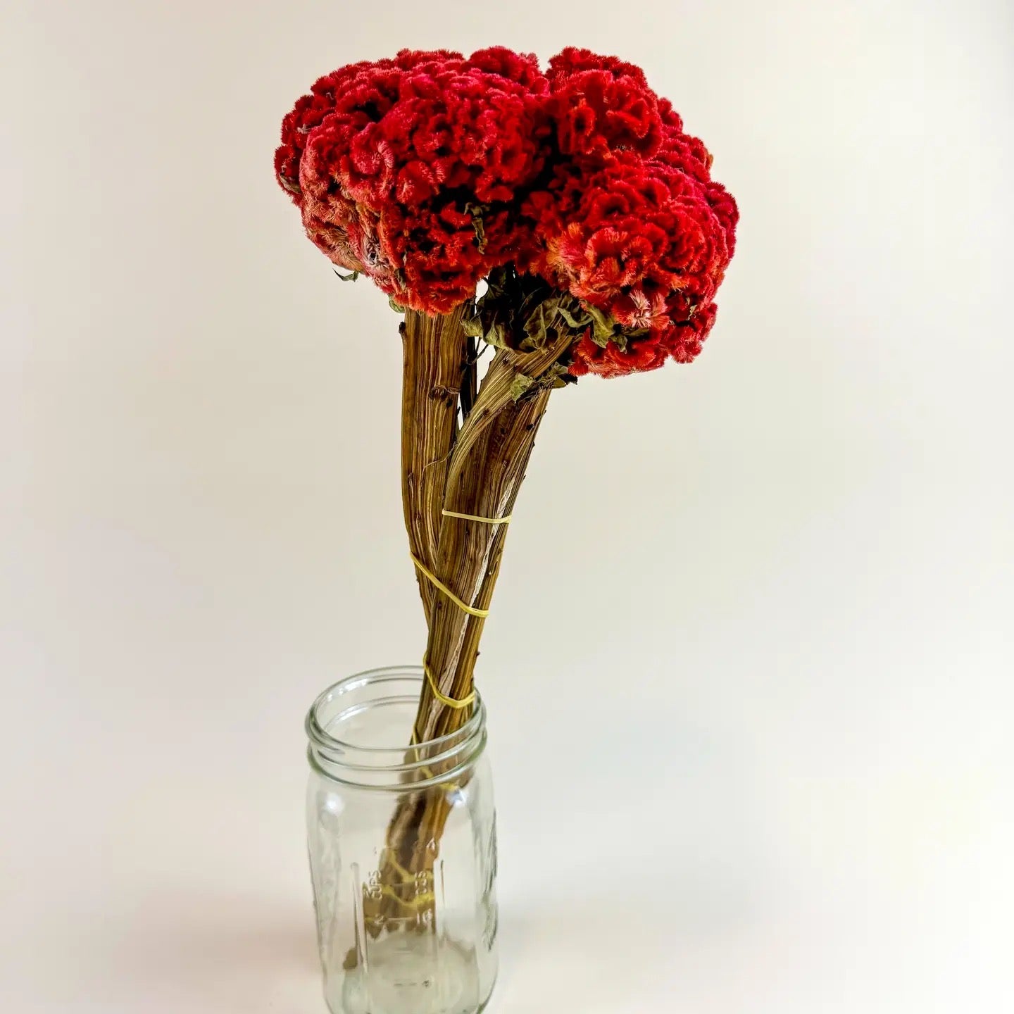 Coxcomb (Celosia) - Red Collection