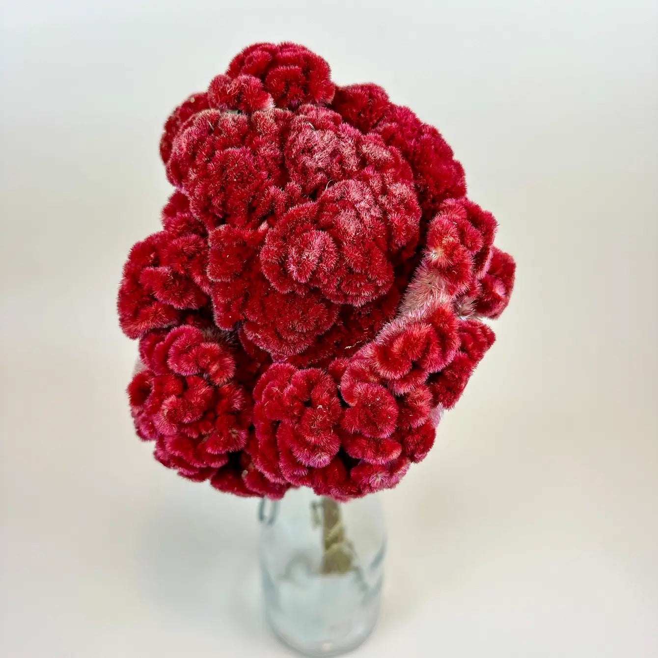 Coxcomb (Celosia) – Burgundy Collection