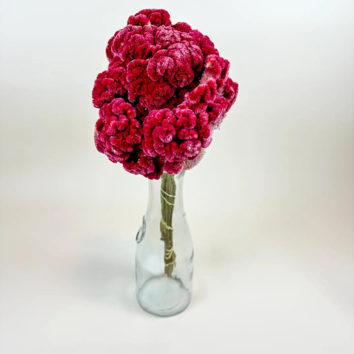 Coxcomb (Celosia) – Burgundy Collection