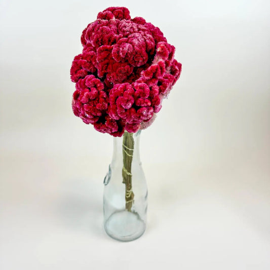 Coxcomb (Celosia) – Burgundy