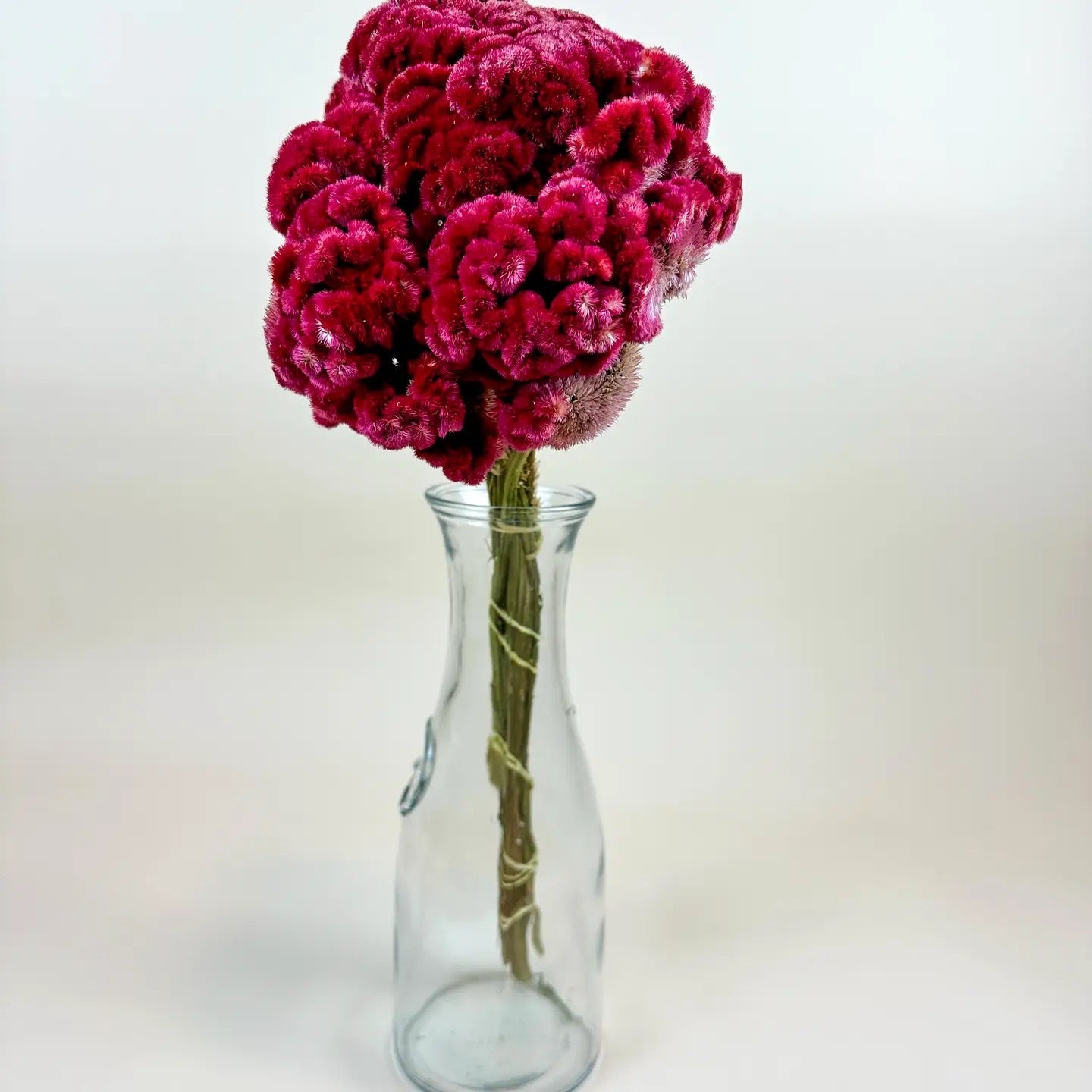 Coxcomb (Celosia) – Burgundy Collection