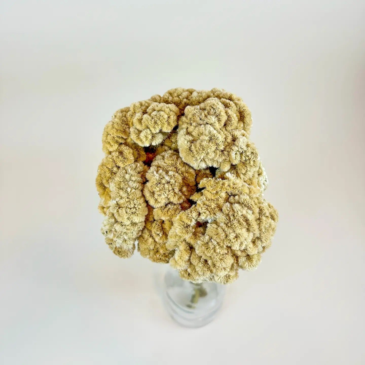 Coxcomb (Celosia) – Palomino/Buff Collection