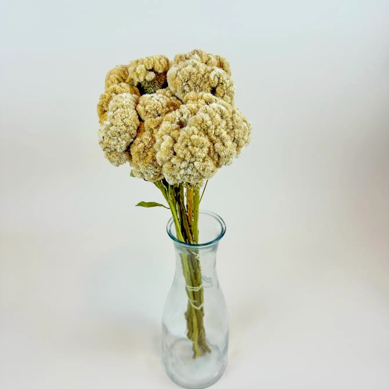 Coxcomb (Celosia) – Palomino/Buff Collection