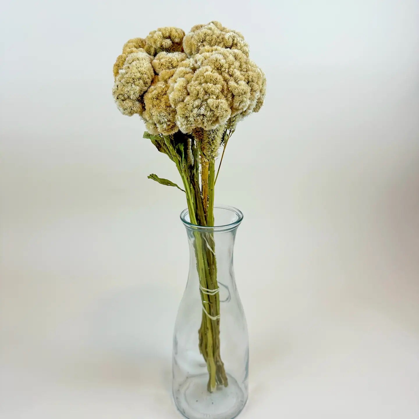 Coxcomb (Celosia) – Palomino/Buff Collection