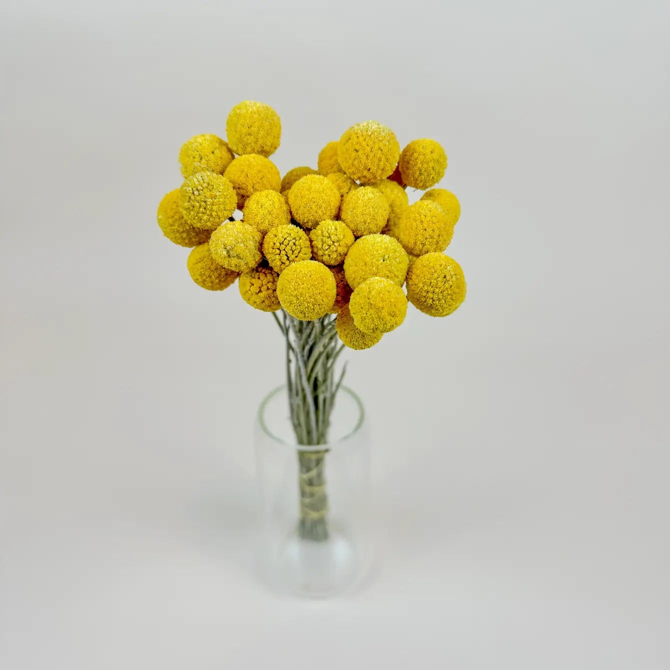 Craspedia (Drumstick Flower) – Naturally Air-Dried