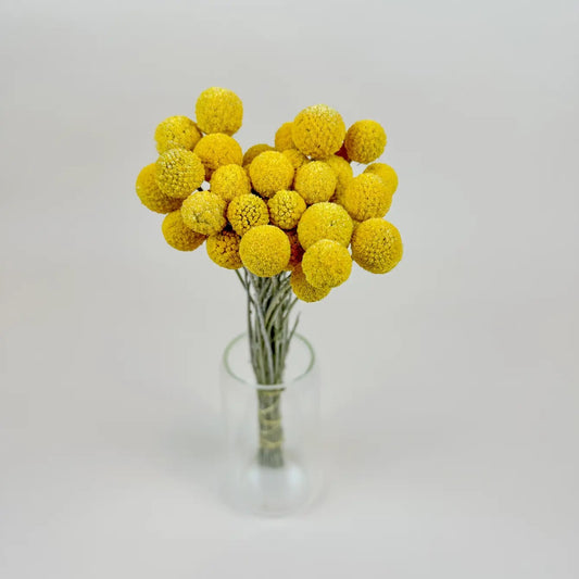 Craspedia (Drumstick Flower)