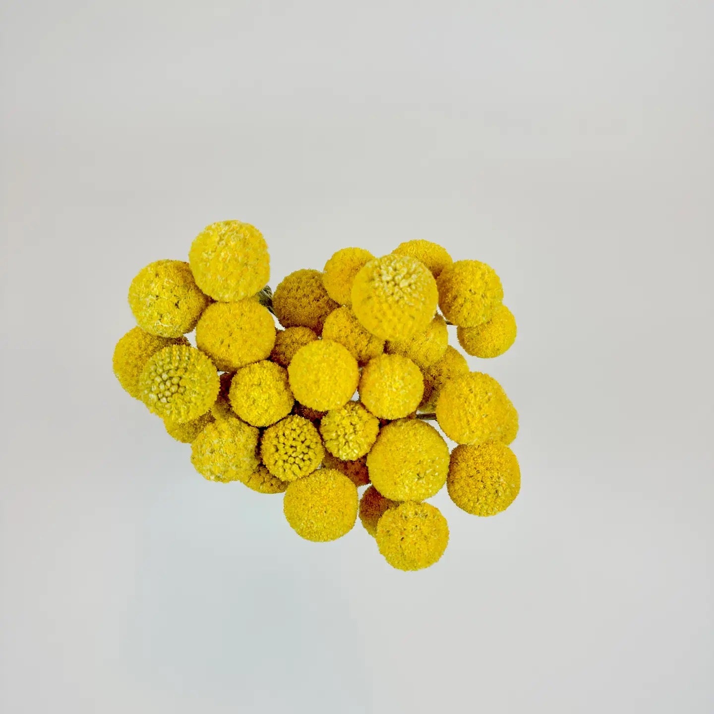 Craspedia (Drumstick Flower) – Naturally Air-Dried