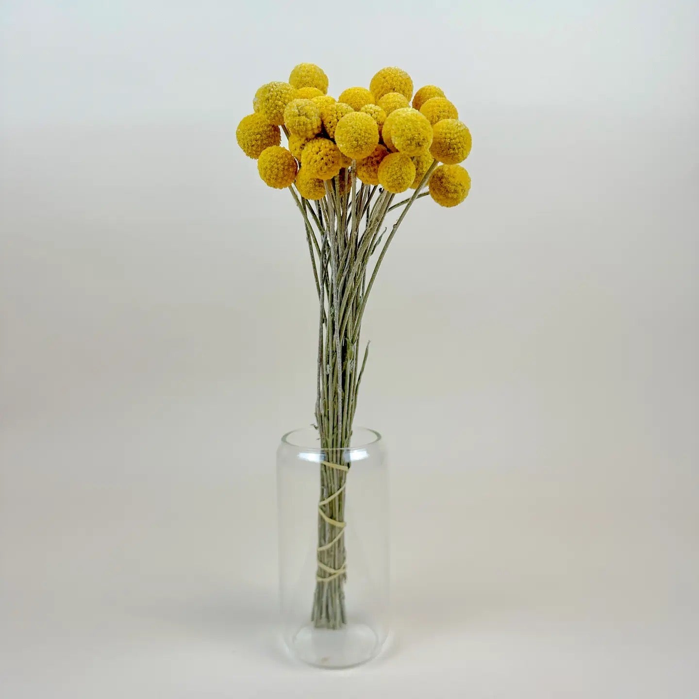 Craspedia (Drumstick Flower) – Naturally Air-Dried