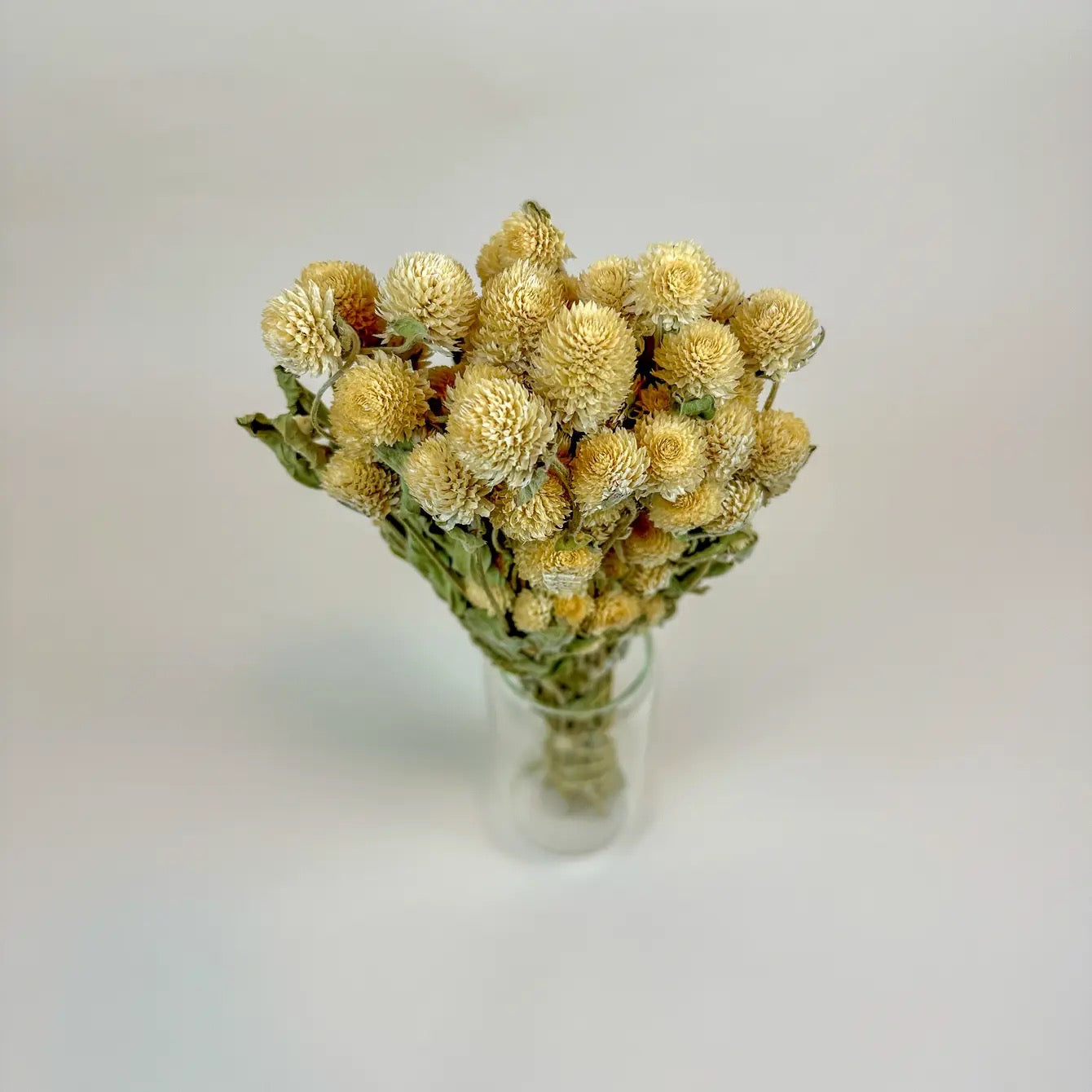 Cream Globe Amaranth – Naturally Dried Flowers