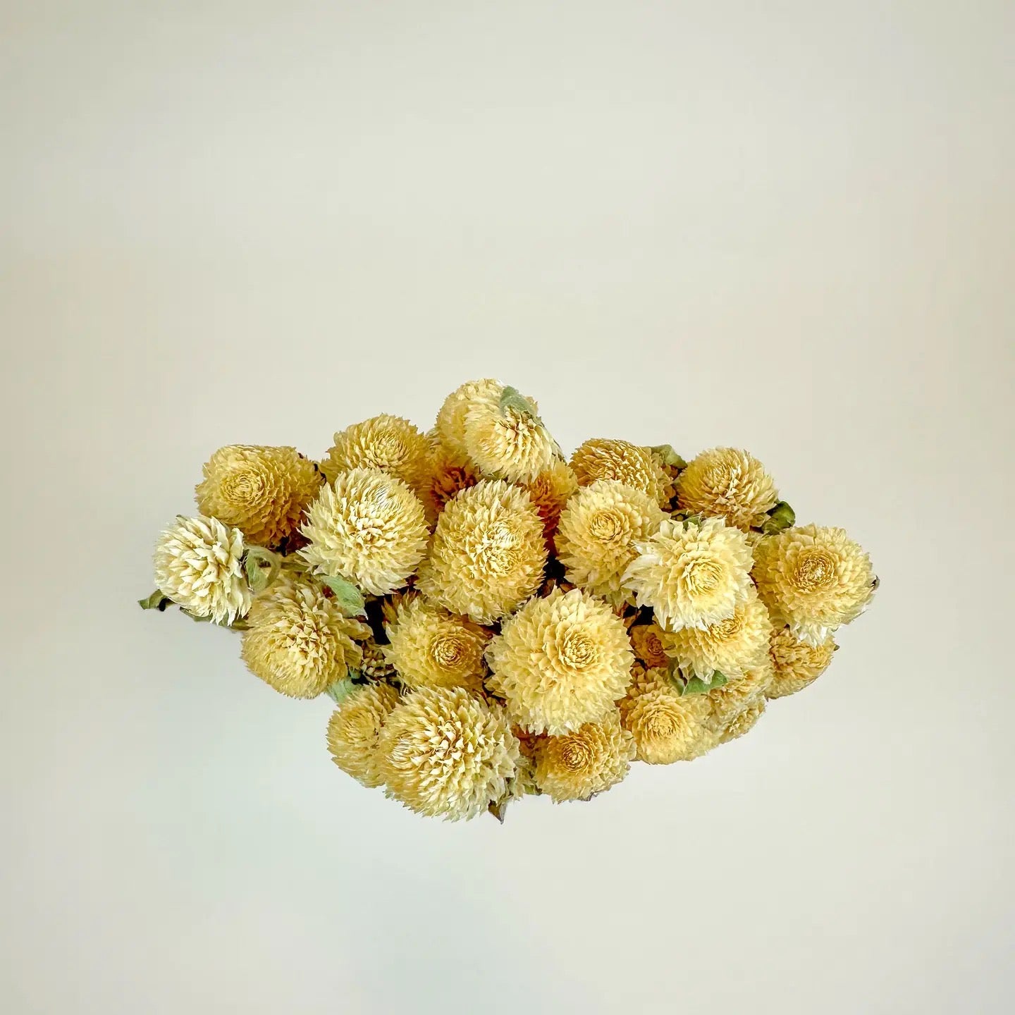 Cream Globe Amaranth – Naturally Dried Flowers