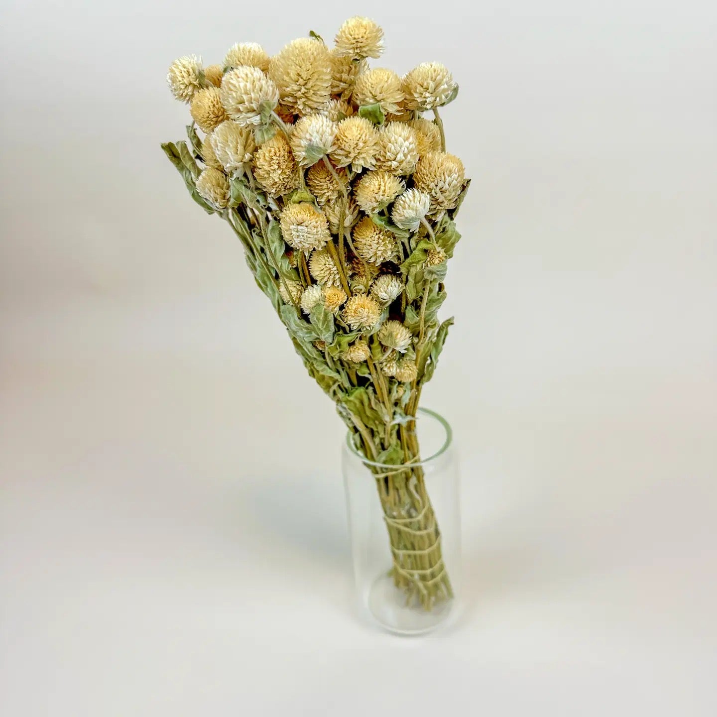 Cream Globe Amaranth – Naturally Dried Flowers