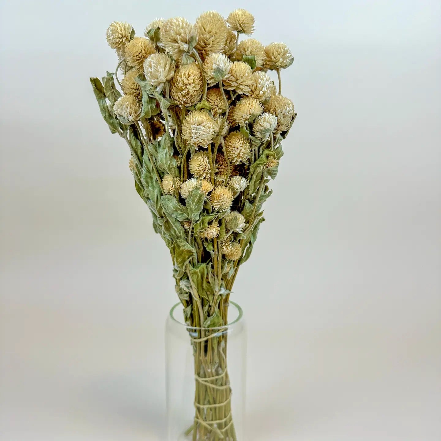 Cream Globe Amaranth – Naturally Dried Flowers