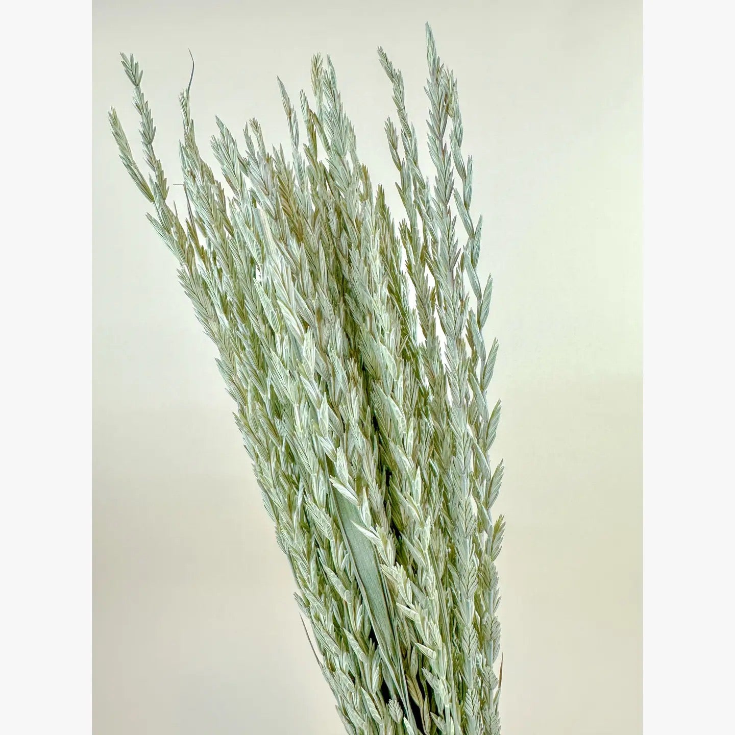 Arrow Grass (Fan Grass) – Natural Dried Ornamental Stems