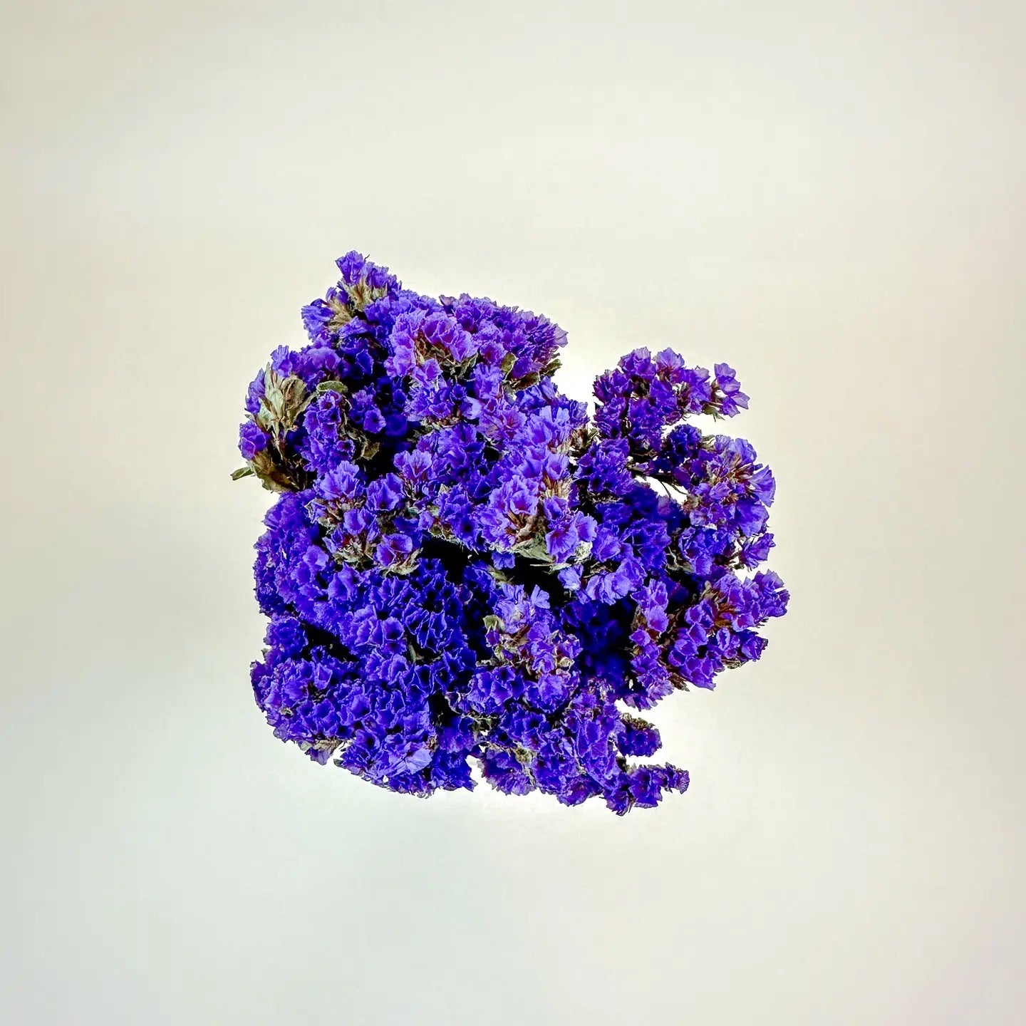 Dark Purple Sinuata Statice - Naturally Dried Flowers