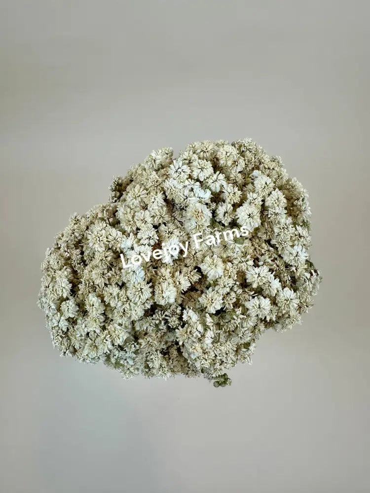 Dried Achillea of Pearl Dried Flowers
