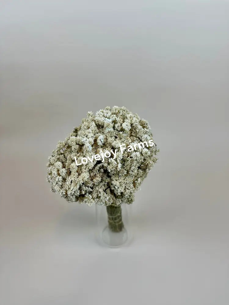 Dried Achillea of Pearl Dried Flowers