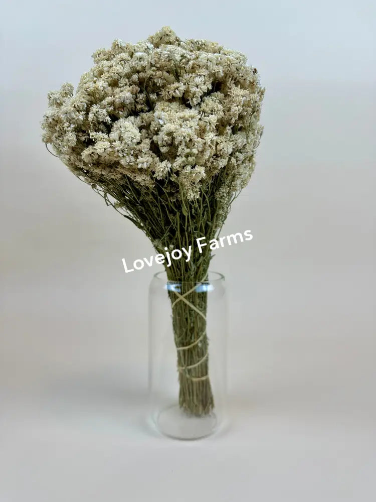 Dried Achillea of Pearl Dried Flowers