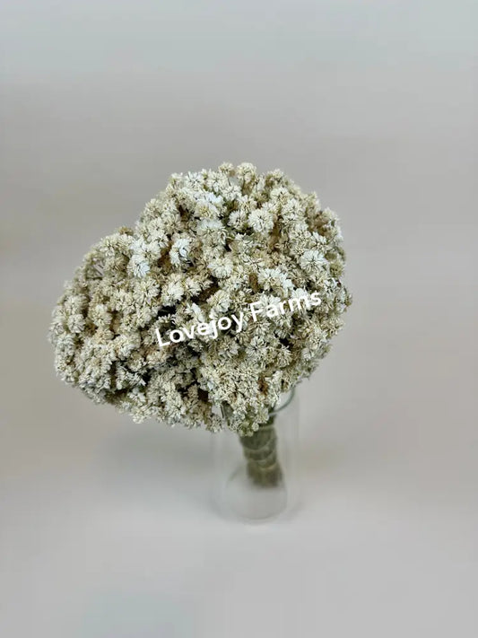 Dried Achillea of Pearl Dried Flowers