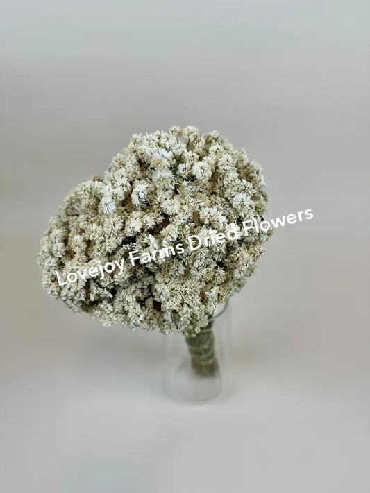 Dried Achillea of Pearl Dried Flowers