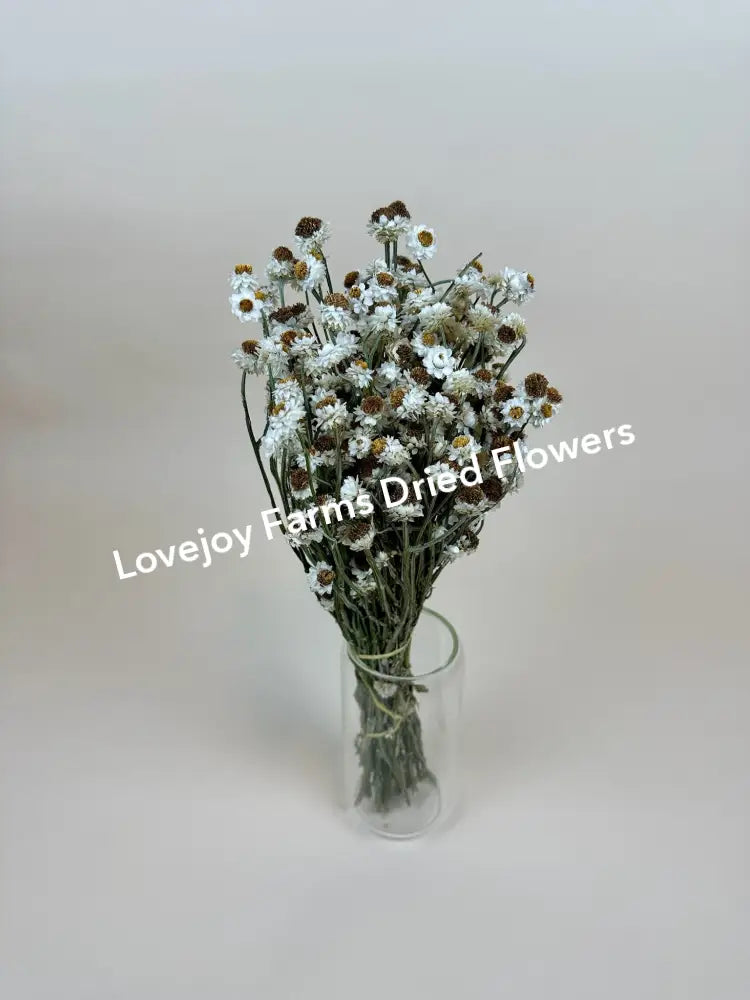 Dried Ammobium Dried Flowers