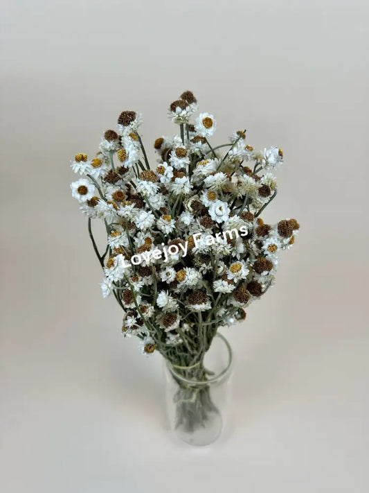 Dried Ammobium Dried Flowers