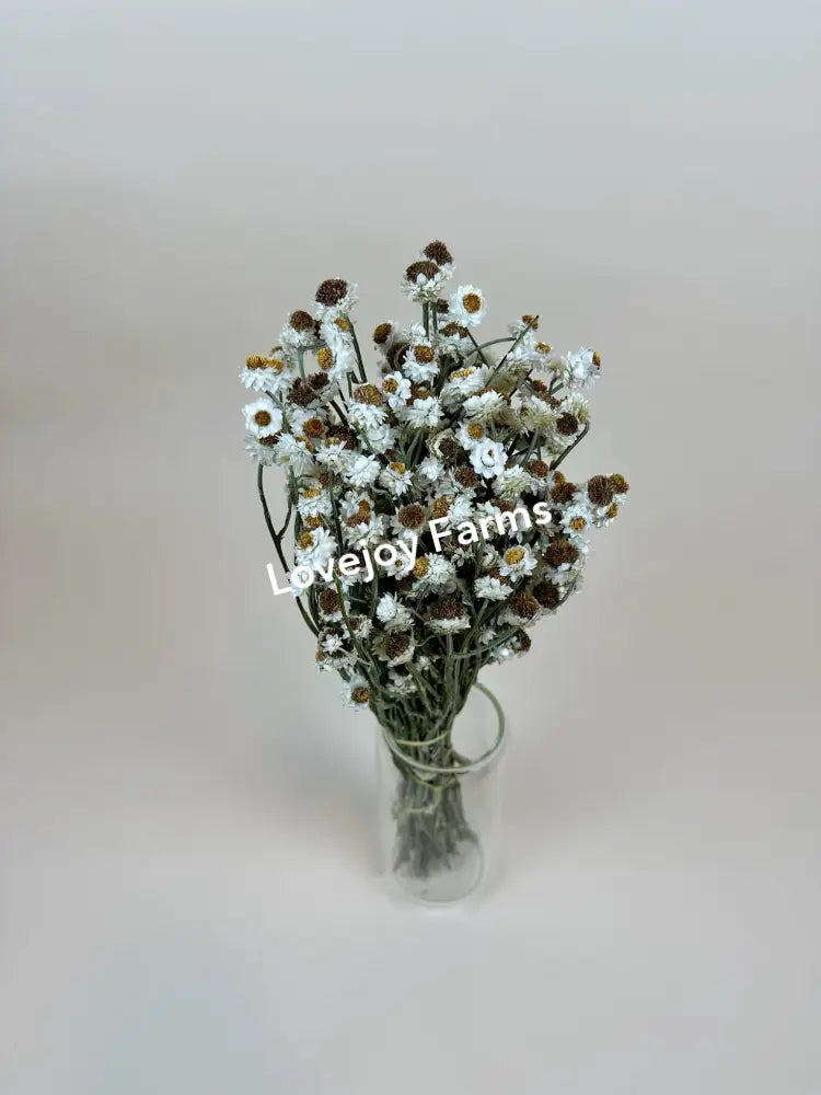 Dried Ammobium Dried Flowers