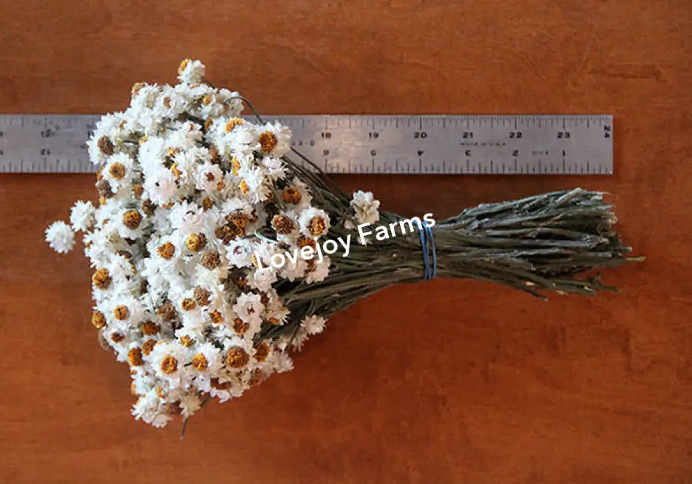 Dried Ammobium Dried Flowers