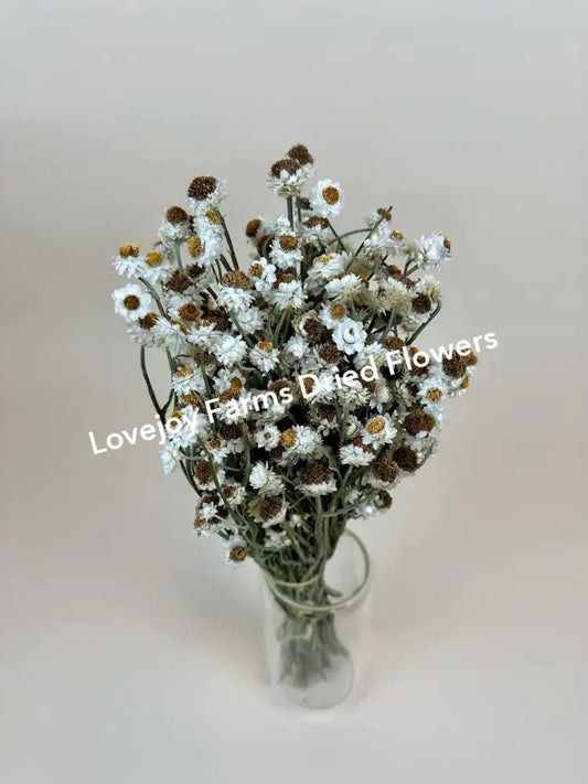 Dried Ammobium Dried Flowers